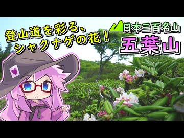 【岩手投稿祭】五葉山、三陸沿岸の花の山へ【四国めたん】