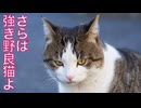 さようなら、阿修羅猫
