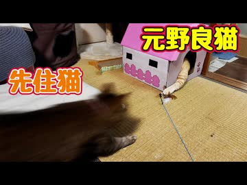 先住猫の遊びにビビる【元野良猫】