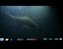 2026/9/4 【水中カメラ実況#U110】ライトに魚が寄ってくるかを確認するだけ　水温28℃【金曜定期便】