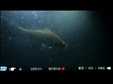 2026/9/4 【水中カメラ実況#U110】ライトに魚が寄ってくるかを確認するだけ　水温28℃【金曜定期便】