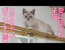 お姉ちゃん子猫、カーテンレールからのボスケテ