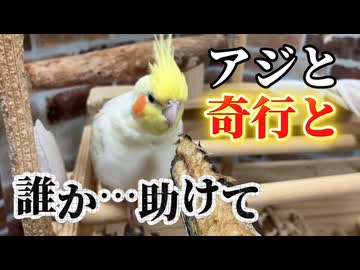 【困惑】カゴの隙間で『エビ』になるインコｗ鯵の骨を貪りアヒル歩きで去る末っ子