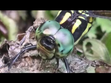 いつもの生き物と豪雨後の池跡の補修