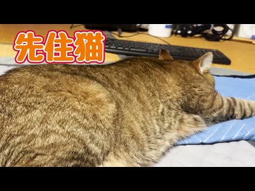 なんか機嫌悪い？ 先住猫【元野良猫】