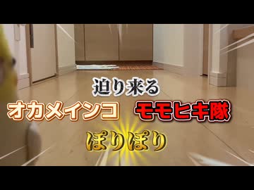 【密着】狭い渡り廊下で『蠢くモフモフ』ｗ4羽のインコだらけな粟穂争奪戦が絶景すぎ