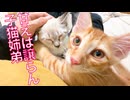 ぐるぐる子猫姉弟、膝上甘え周りローテーション