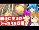 勝手に生えてきたじゃがいもを収穫するだけの動画