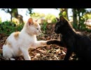 じゃれ合う子猫兄弟が可愛すぎる！ずっと見ていたくなる癒しの光景