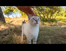 ここは猫と人の楽園…海風に吹かれながら過ごす、癒やしの時間