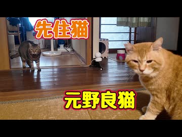 なぜか先住猫にイヤがられる【元野良猫】