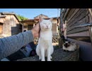 【猫島】まるで猫カフェ！集落の路地裏で出会った猫たちに最高に癒やされた