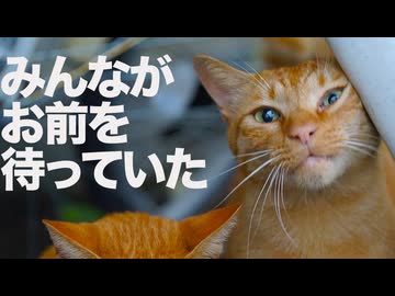「街一番のアホ猫」茶トラ1号、その最終章
