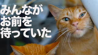 人気の「茶トラ1号」動画 157本 - ニコニコ動画