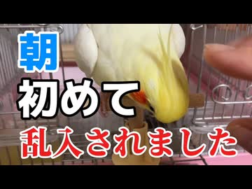 【衝撃】甘えん坊タイムに乱入者ｗ末っ子ハチヲの破壊力が凄すぎて強制終了する一部始終
