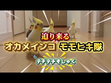 【密着】4羽の出勤に全ワタシが泣いたｗ粟穂の争奪戦から賢すぎる『消灯の儀』まで
