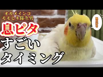 【奇跡】なな爺と激しく頷くｗ末っ子とも息ぴったりな『ろく』の神シンクロが脳に効く