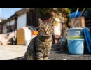 【猫島】人懐っこさ限界突破！湯島の猫に会うと大体猫の方から挨拶してくる件【感動猫動画】
