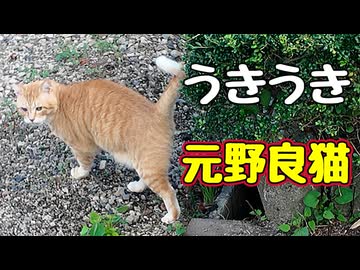 テンション上がりすぎた【元野良猫】