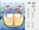 neurological examination in Japanese 1