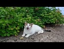 防波堤に登ったらめちゃくちゃ喋る猫いたんだがｗｗｗ撫でたら甘えてきて天使すぎた件【感動猫動画】