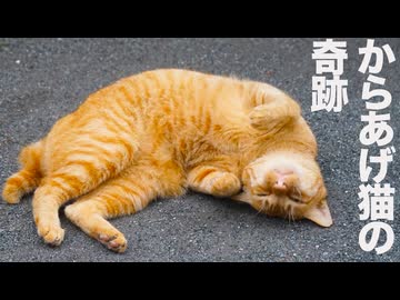元「街一番のアホ猫」、さっそく奇跡を起こす