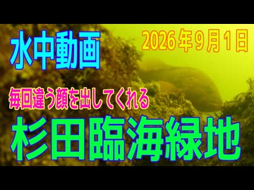 水中動画（2026年9月1日）in　杉田臨海緑地