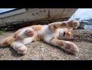 漁港の船の墓場で寝てた猫、顔を見た瞬間起きてモフられに来たｗ