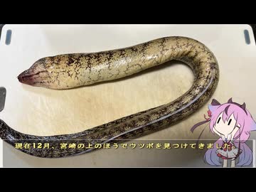 珍食材が食べたい！#240 ウツボ