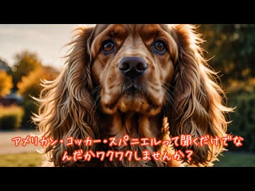 アメリカン・コッカー・スパニエル！