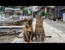【猫島】港の通りを歩く人に声をかけまくる猫