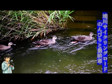 【東京・神奈川の境川】残暑のなか、のんびりポタリング その7（最終章）