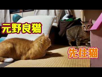 【元野良猫】と遊んでみる？先住猫