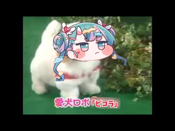 愛犬ロボ　「ピコラ」