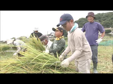「おにぎりにして食べたい」小学生が育てた稲を刈り取り　鎌を使って一株一株、丁寧に　福岡県北九州市
