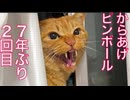からあげピンボール、再び