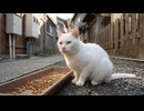【猫食堂】島の猫ちゃん、今日も美味しそうにご飯を食べてます