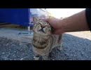 自販機の日陰で休んでた野良猫をナデナデしたらめちゃくちゃ懐いて可愛すぎた件
