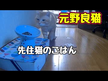 野良時代のクセが なおらない【元野良猫】