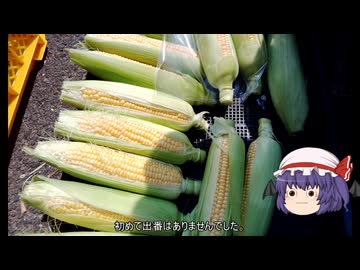 ゆっくり農民289トウモロコシを育ててみませんか？#23