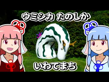 【琴葉姉妹の旅巡り】ウミシカ　たのしか　いわてまち