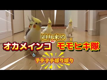 【爆笑】リンゴを差し出した結果ｗ全員で『口パク退散』するインコの群れがシュールすぎ