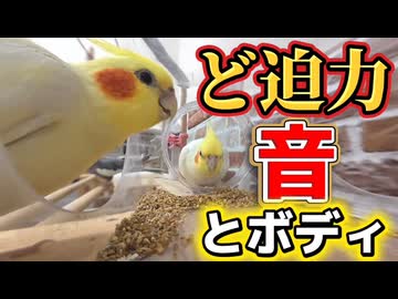 【衝撃】透明ボトルに吸い込まれるインコの群れｗ至近距離カメラが捉えた音が凄すぎた件