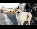 【癒やし】バイクに戻ったらすごくお喋りな野良猫が待っていた件