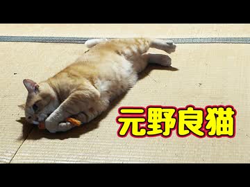 とにかく遊びたい【元野良猫】