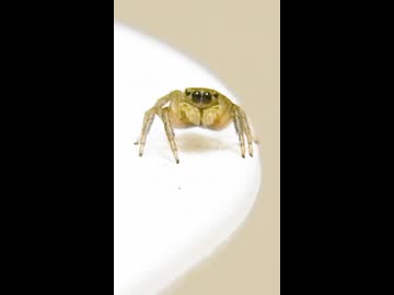【ハエトリグモ】アダンソンハエトリ♀（多分）の可愛い正面顔