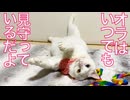 じいちゃん猫たちがくれた、あのまなざし