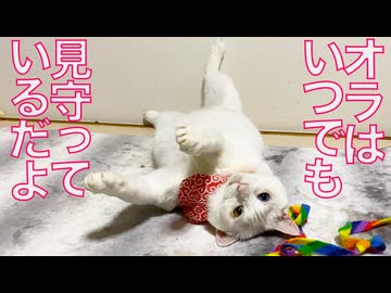 じいちゃん猫たちがくれた、あのまなざし