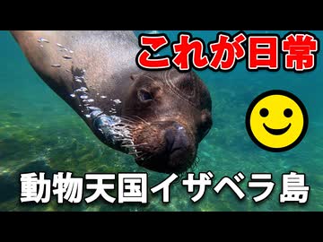 これが日常！動物天国イザベラ島に渡るぞ！【男爵ガラパゴス旅行記2026】Part6