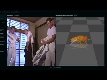 ハエの脳内で再生される空手部
